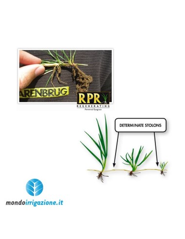 RPR Barenbrug - Stoloni Loietto autorigenerante