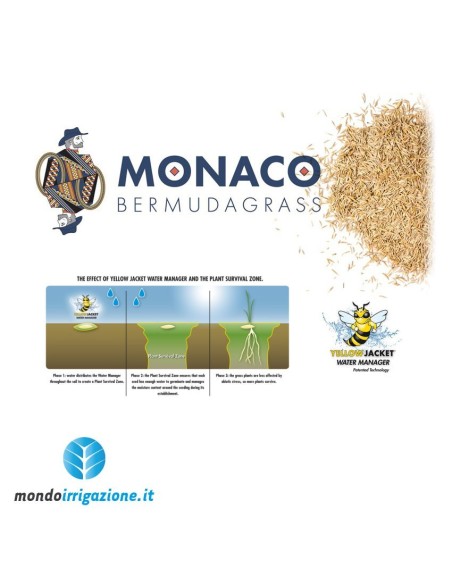 Bermuda Monaco Barenbrug - Cynodon Dactylon confettata Yellow Jacket