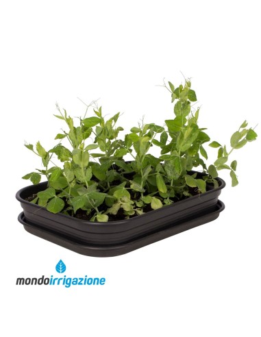 Vaso Orto Giardino - Elho Green Basics Grow Tray M 36cm