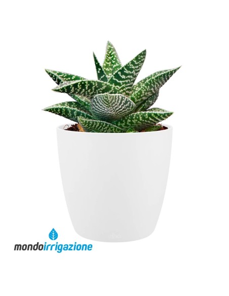 Vaso da Interno colorato - Elho Brussels Round Mini - White - con pianta