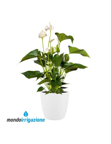 Vaso da Interno design - Elho Brussel Round - White - con pianta