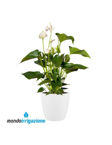 Vaso da Interno design - Elho Brussel Round - White - con pianta