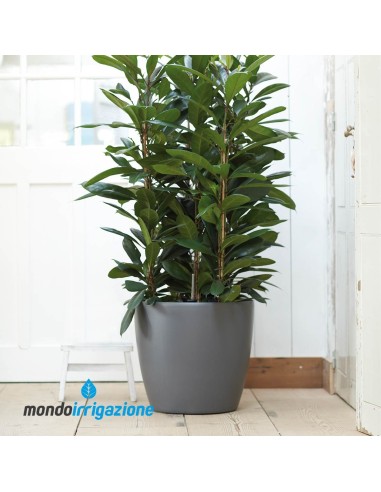 Vaso da Interno alto con ruote - Elho Brussel Round Wheels 35cm - Anthracite - con pianta