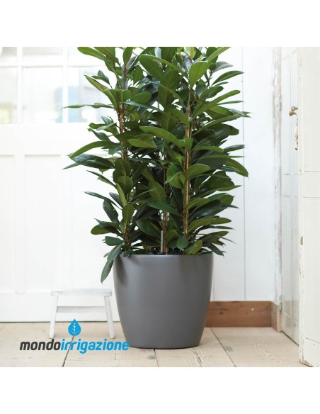 Vaso da Interno alto con ruote - Elho Brussel Round Wheels 35cm - Anthracite - con pianta