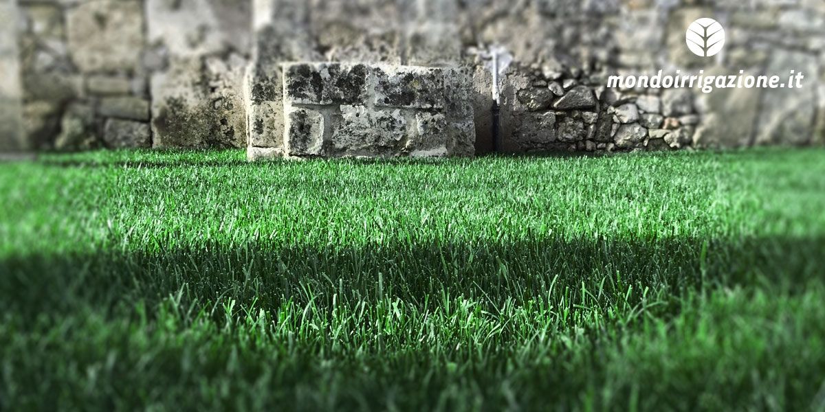 Festuca Arundinacea - Seme per prato inglese