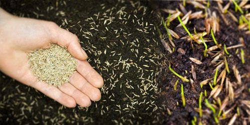 Quando seminare il prato: in primavera, estate, autunno?