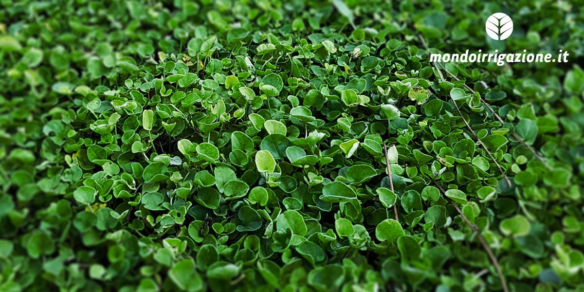 Dicondra o Dichondra Repens, il prato che non si taglia