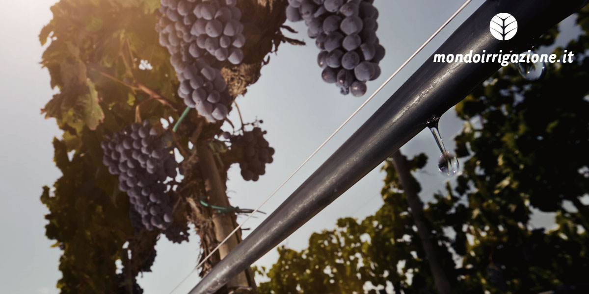 Ala gocciolante per irrigazione a goccia del vigneto