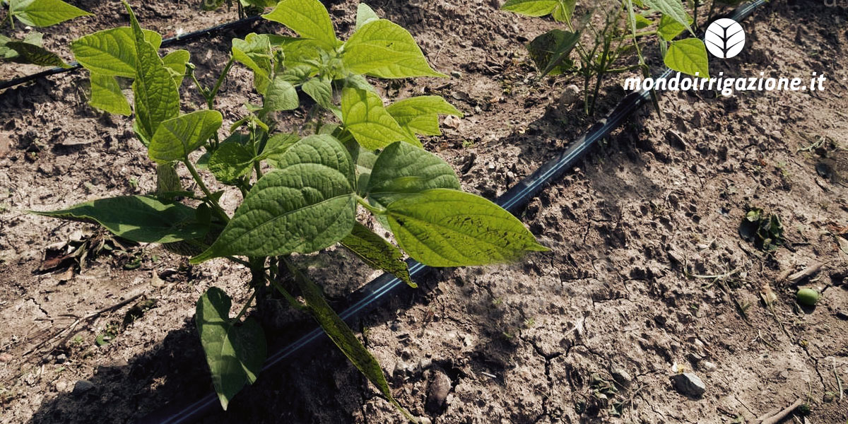 Ala gocciolante per agricoltura a campo aperto