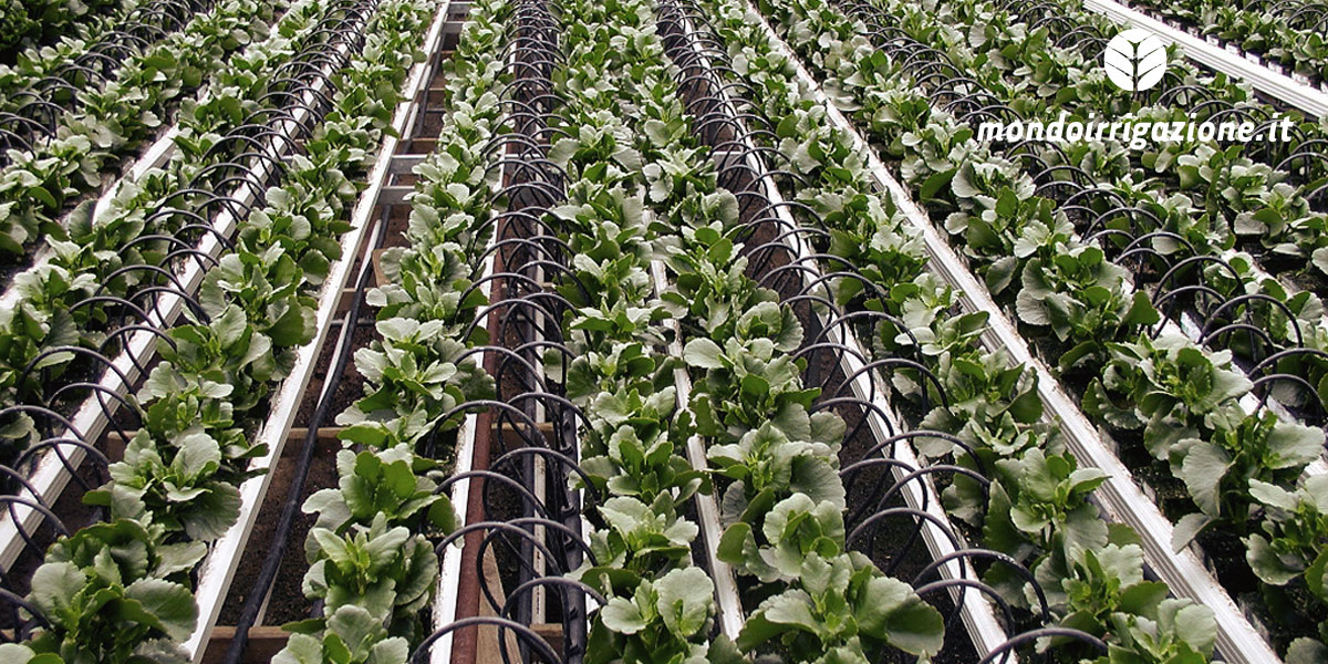 Ala gocciolante per irrigazione di serre e vivai