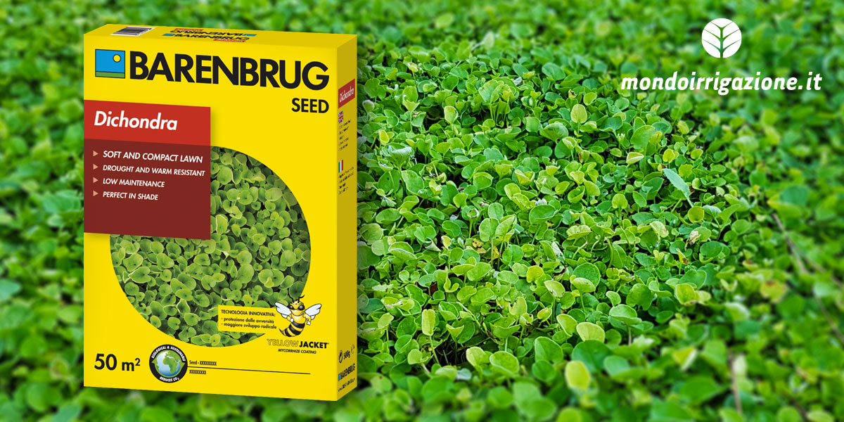 Semi prato Dichondra Repens o Dicondra