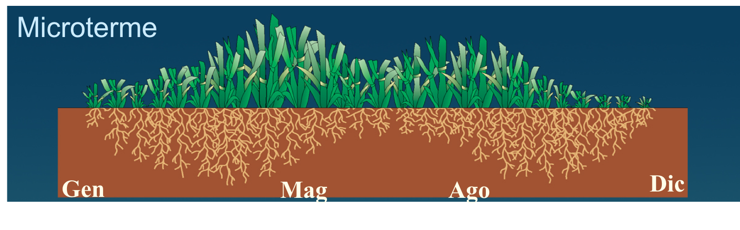Periodo per la semina del prato: quando seminare